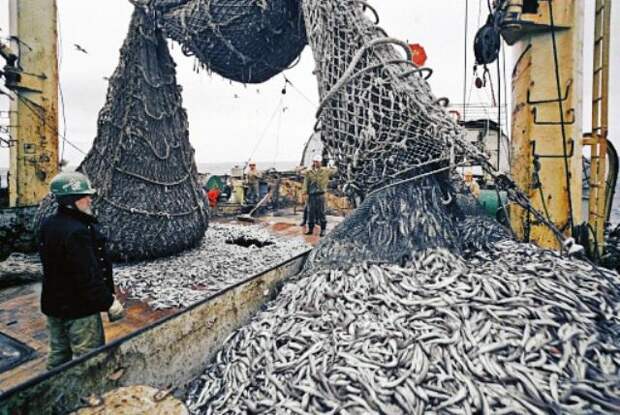 Коммерческое выращивание рыбы в России находится в зачаточном состоянии