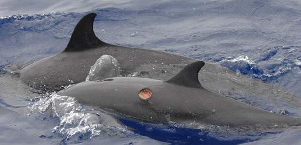 Бразильская светящаяся акула: фото, описание, размеры, размножение
