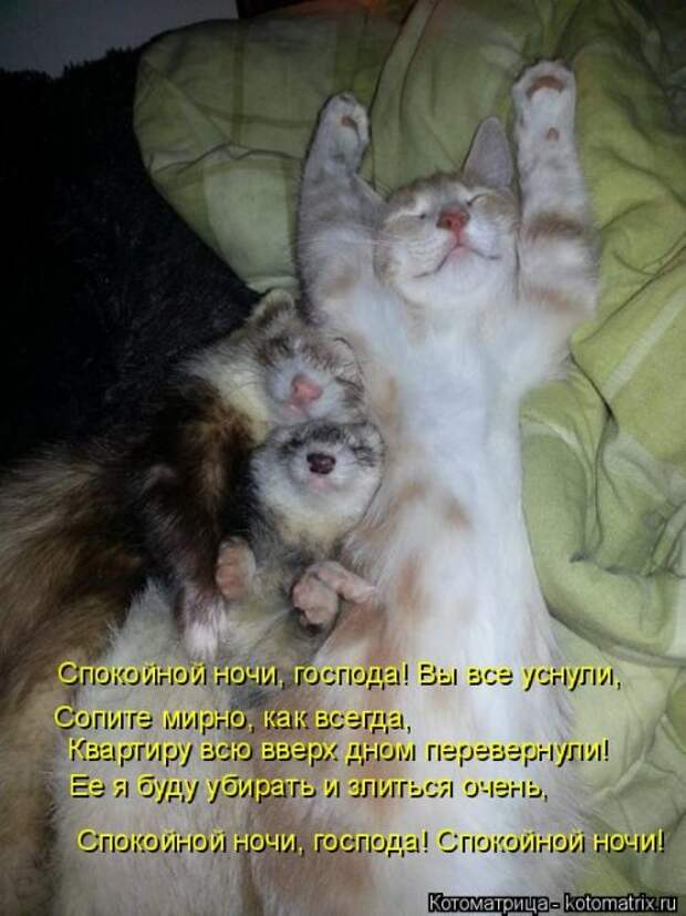 Свежая котоматрица (32 фото)