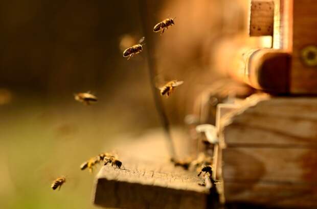 Усиление ветров угрожает выживанию пчёл