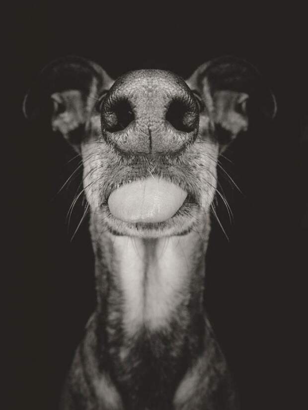 Очень позитивные фотографии собак от Elke Vogelsang