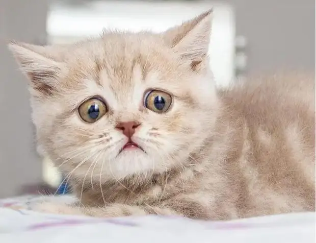 От любопытства глаза велики: котенок с огромными глазищами нашел свое счастье