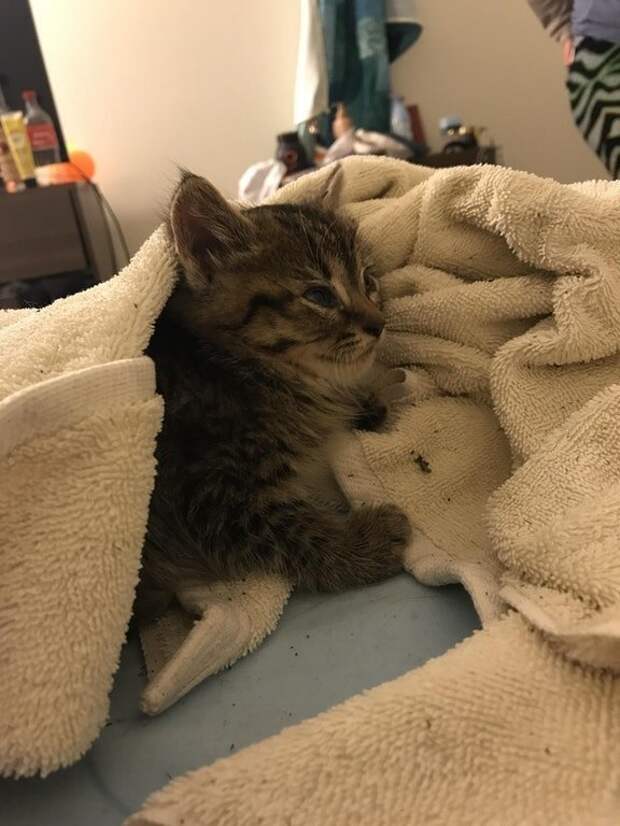 Девушка спасла сердитую маленькую кису, отогрела её и пробудила любовь в кошачьем сердце