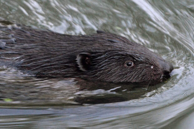 Появление бобров в центре Москвы объяснили поиском жилья