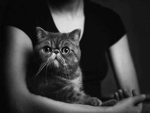 13 потрясающих портретов животных с человеческими эмоциями 11