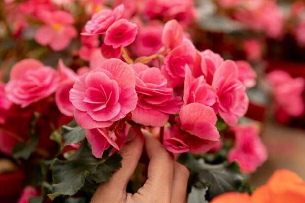 Осенняя депрессия: восемь растений, которые поднимут настроение