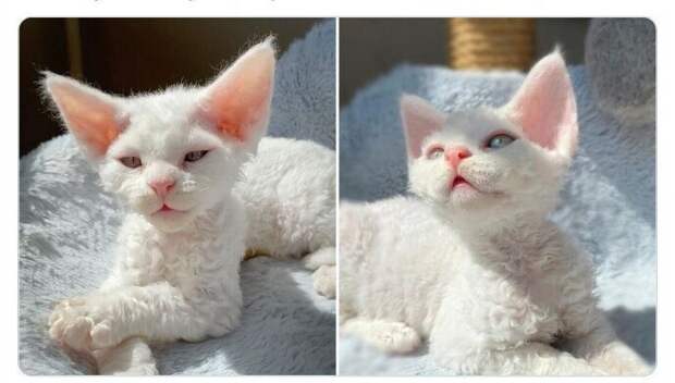 Котовечка Котовечка