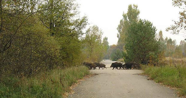 Стадо кабанов в заброшенном селе. Животные правят Чернобылем, животные в чернобыле, зона отчуждения