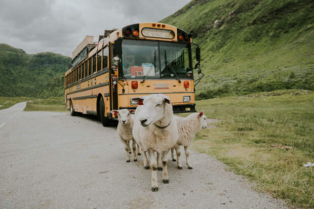 Даже овечки хотят сфотографироваться у дома на колесах автобус, дом, европа, идея, мир, путешествие, семья, хостел