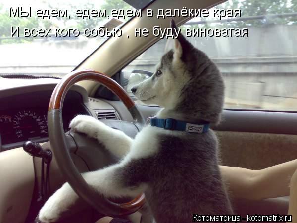 Funny Dogs-these_funny_animals_745_640_04