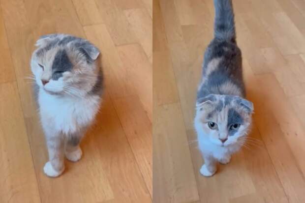 кошка ириска