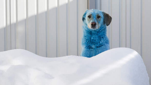 «Новые люди» попросили Росстандарт защитить питомцев от реагентов на улицах