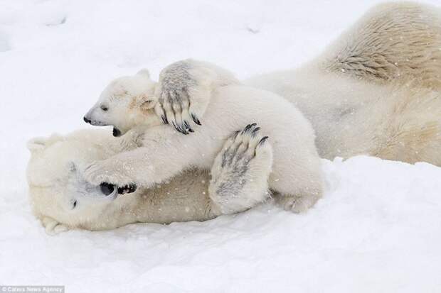 Белый медвежонок играет с мамой: очаровательные кадры! белые медведи, в мире животных, животные, забавно, медведи, мило, природа, фото