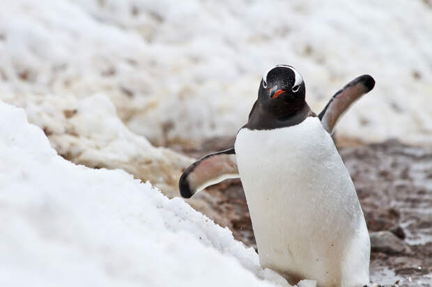 Gentoo-penguin