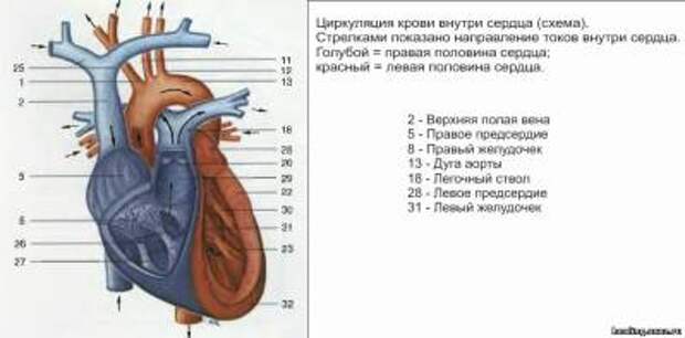 Пазуха с венозной кровью 5 букв. Верхняя и нижняя полая Вена сердце. Внутреннее сердце. Строение сердца движение крови в сердце. Верхние и нижние полые вены сердца.