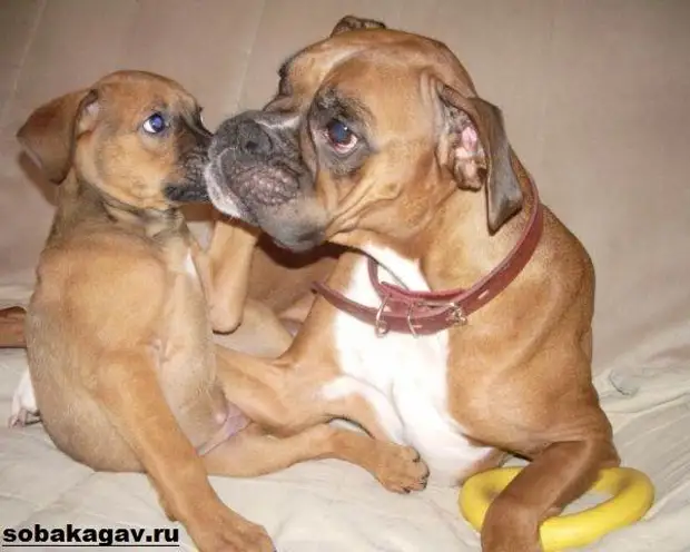 Немецкий боксер собака. Описание, особенности, уход и цена немецкого боксера