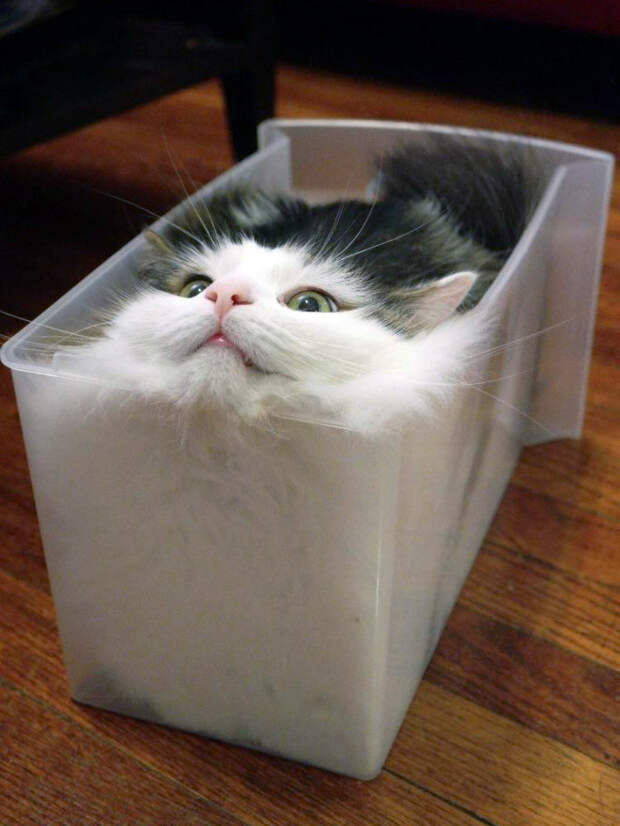 Котики растаяли от жары