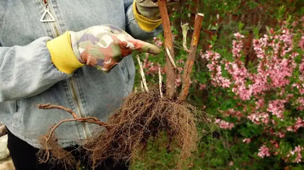 Секреты правильной посадки малины для отличного урожая
