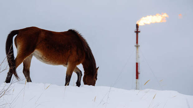 Силуанова спасёт только нефть