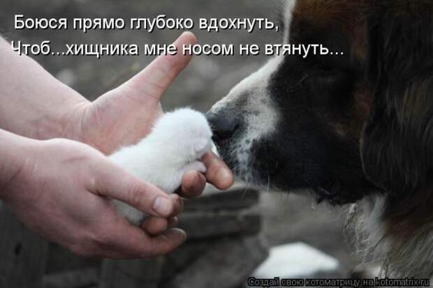 Лучшие котоматрицы недели (50 фото) Лучшие котоматрицы недели (50 фото)