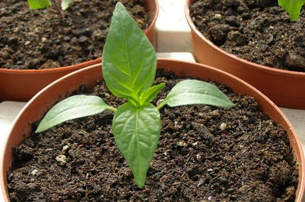 Агроном Терентьев поделился лайфхаками, как ускорить рост рассады перца