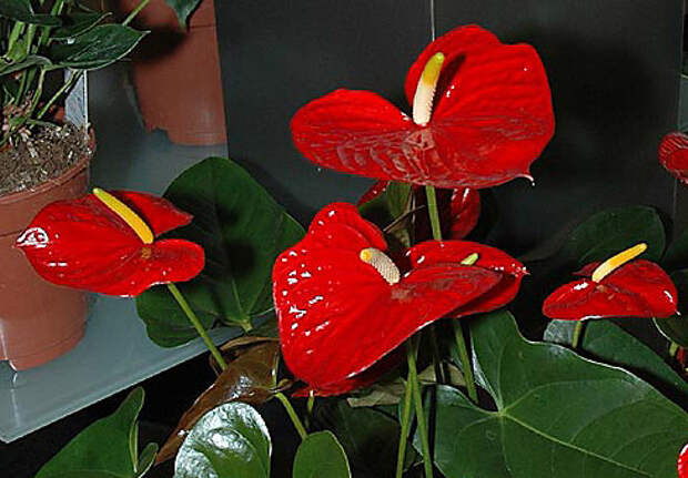 Красные цветы похожие на каллы фото и названия