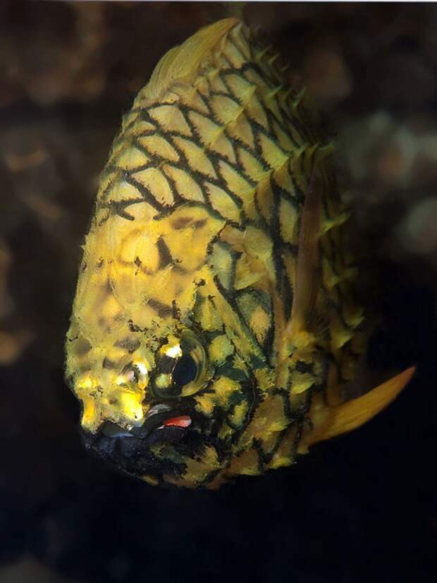 Австралийский шишечник (Cleidopus gloriamaris) 