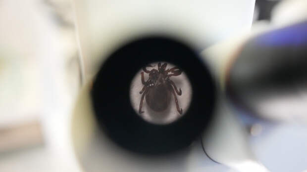 И мужчин, и беременных: российские ученые раскрыли, кого чаще всех атакуют клещи