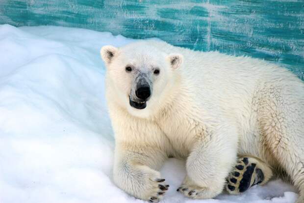 Белым медведям из «Лимпопо» устроили ледяный душ