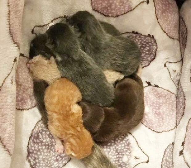 Котята и щенок Котята лежат