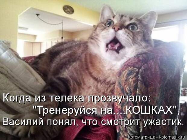 Лучшие котоматрицы недели