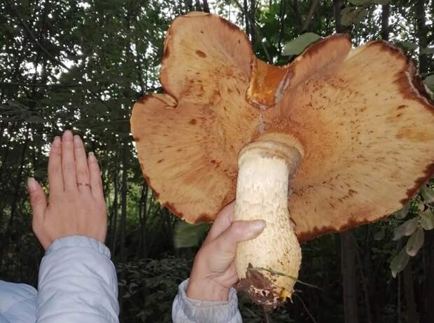 Гигантский гимнопил: что это за гриб, и почему его собирают, если он несъедобный?