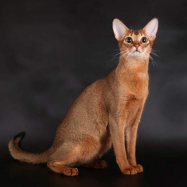 Абиссинская котята., кошки, породы