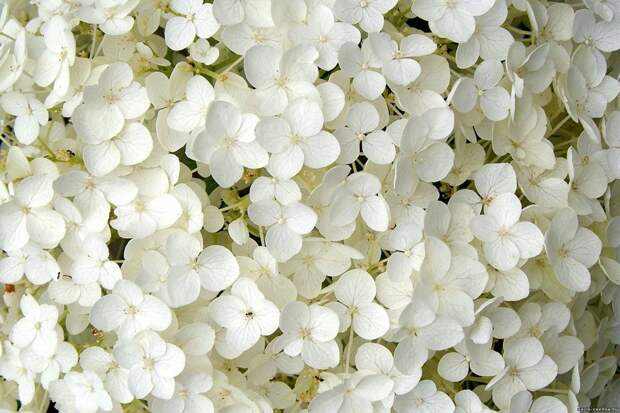 нежные лепестки белых цветов