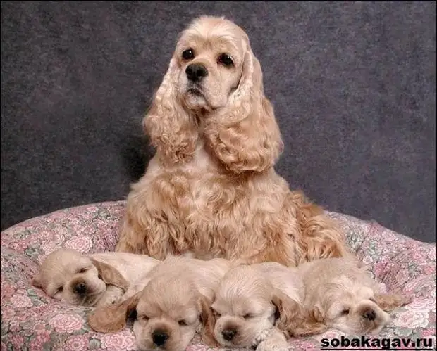 Английский кокер спаниель собака. Описание, уход и цена английского кокер спаниеля