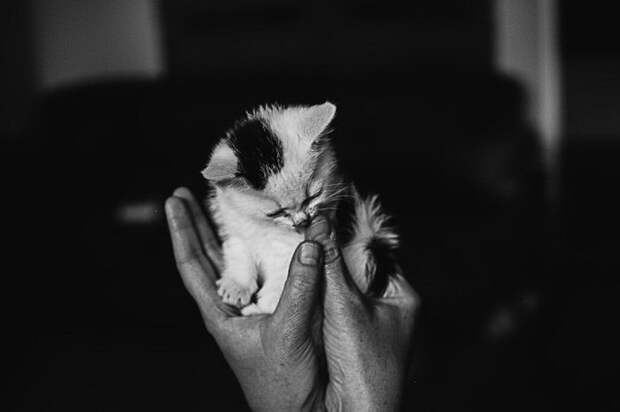 Кошачий мир Monika Małek