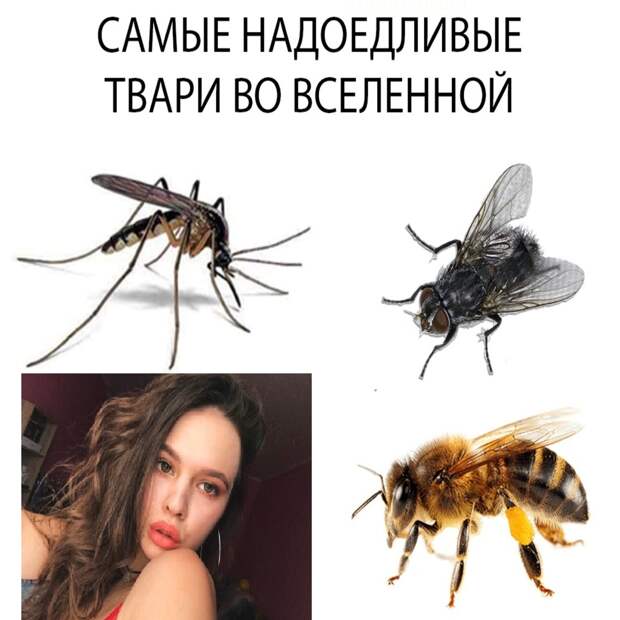 Инстасамка Инстасамка