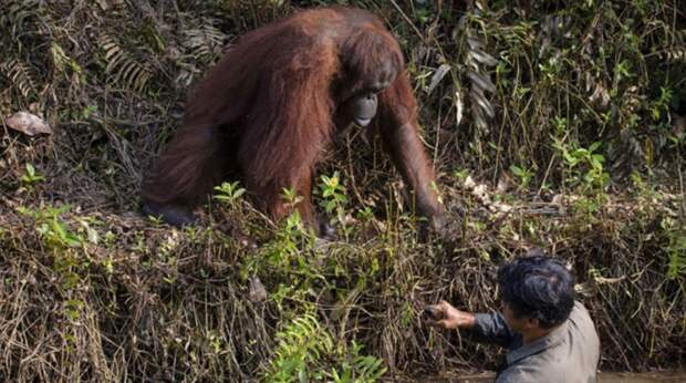 Орангутанг решил, что мужчина тонет в реке, и протянул ему руку, чтобы помочь