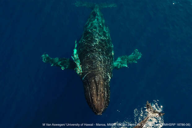 Как самку горбатого кита спасали от мусорного плена: видео