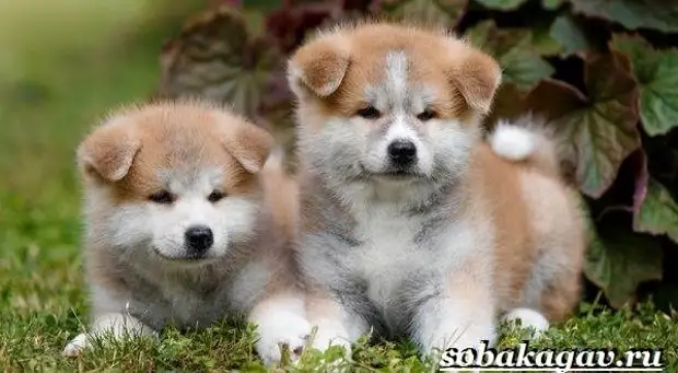 Акита ину собака. Описание, особенности, уход и цена акита ину