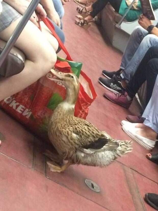 Прикольные картинки