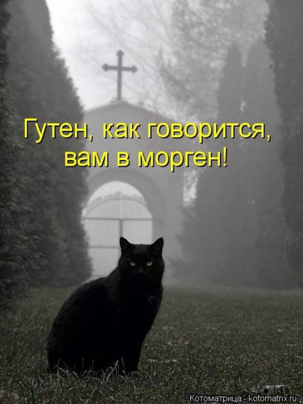 Лучшая котоматрица недели (35 фото)