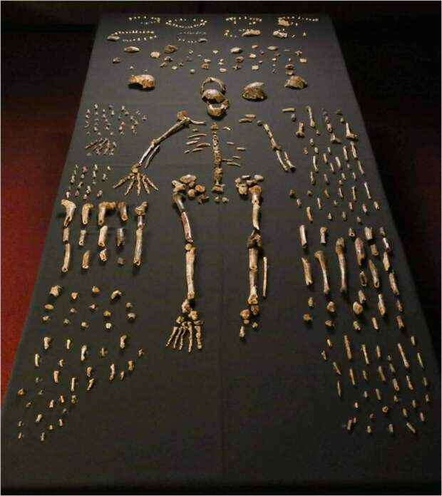 Ископаемые останки вида Homo Naledi.