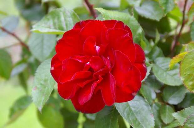 Цветет и пахнет фиалкой роза сорт Pussta, фото автора