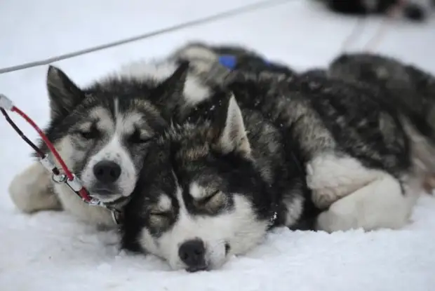 Plemeno husky (34 fotografií)