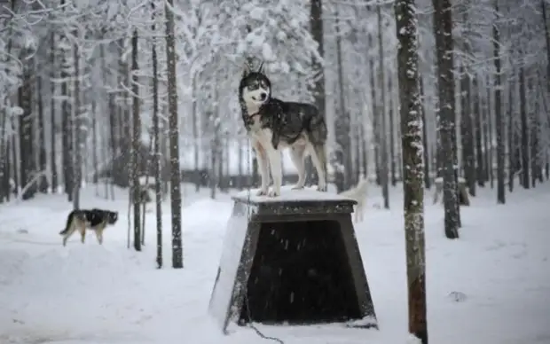 Plemeno husky (34 fotografií)
