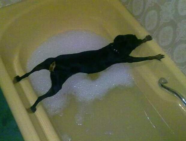 This dog who really wanted to avoid bath time, but now has no way out: