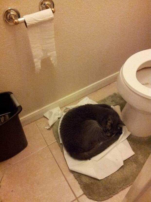 20 снимков котов, на которых нашло легкое безумие