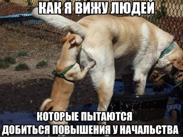 Картинки с надписями Картинки с надписями мем, прикол, юмор