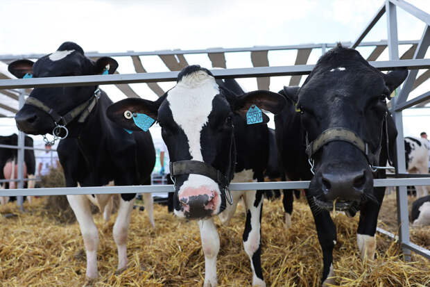 Казахстан временно запретил ввозить сельхозпродукцию из УрФО